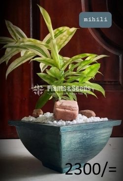 Ornamental Plants