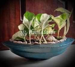 Ornamental Plants
