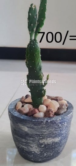 Ornamental Plants