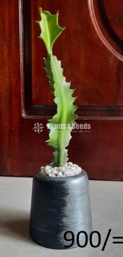 Ornamental Plants