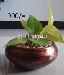 Ornamental Plants