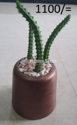 Ornamental Plants
