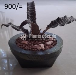 Ornamental Plants
