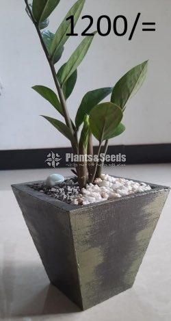 Ornamental Plants