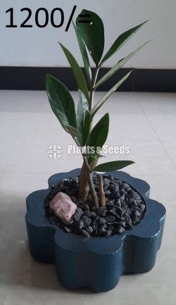 Ornamental Plants