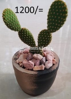 Ornamental Plants