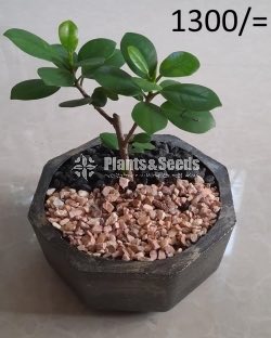 Ornamental Plants
