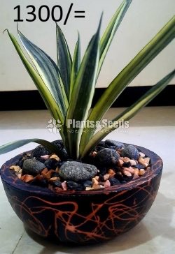 Ornamental Plants