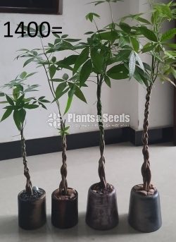 Ornamental Plants