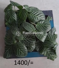 Ornamental Plants