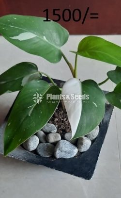 Ornamental Plants