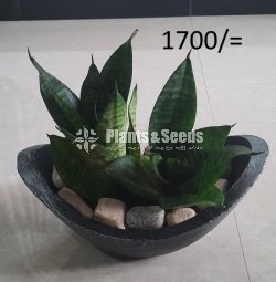 Ornamental Plants