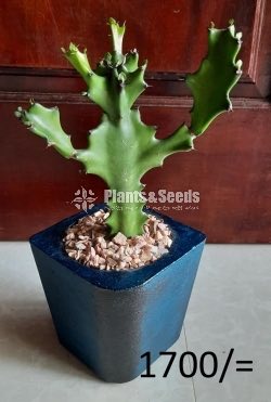 Ornamental Plants