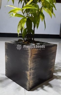 Ornamental Plants
