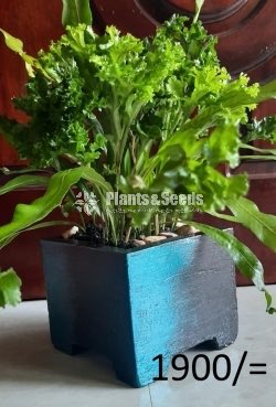 Ornamental Plants