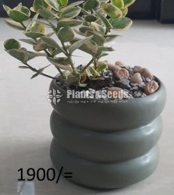 Ornamental Plants