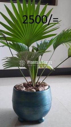 Ornamental Plants