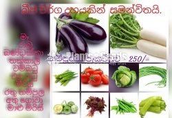 Vegetable Seeds Pack for 600