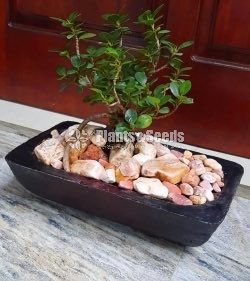 Bonsai 