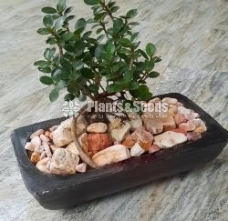 Bonsai 