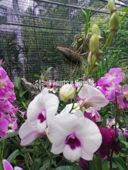 Blooming  Dendrobium Orchid Plants for 370