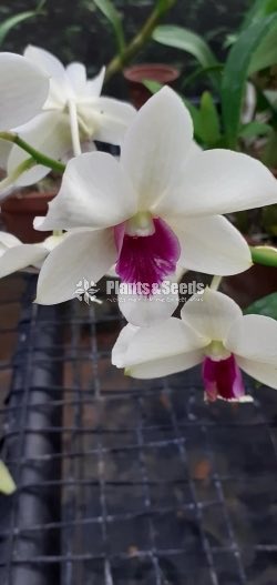 Blooming  Dendrobium Orchid Plants for 370