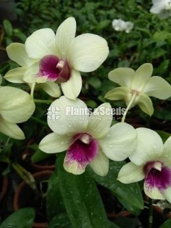 Blooming  Dendrobium Orchid Plants for 370