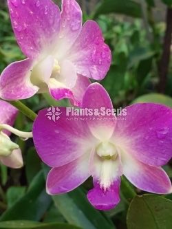 Blooming  Dendrobium Orchid Plants for 370