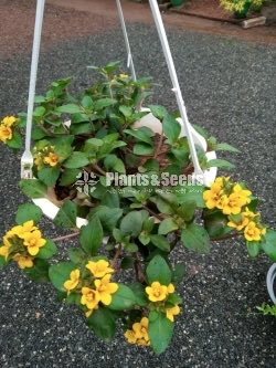 Hanging Plants 