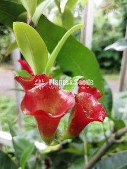 Lipstick Flower(ලිප්ස්ටික් මල් පැල)
