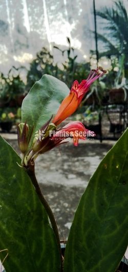 Lipstick Flower(ලිප්ස්ටික් මල් පැල)