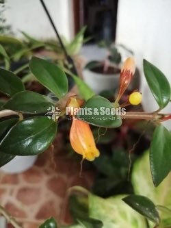 Lipstick Flower(ලිප්ස්ටික් මල් පැල)