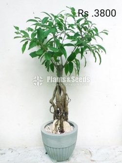 Bonsai Plant Collection 