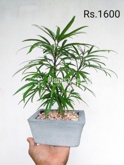 Bonsai Plant Collection 