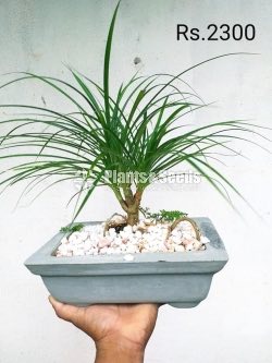 Bonsai Plant Collection 