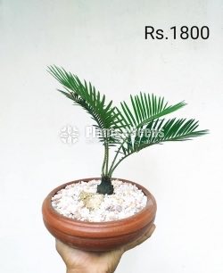 Bonsai Plant Collection 