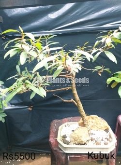 Bonsai Plant Collection 