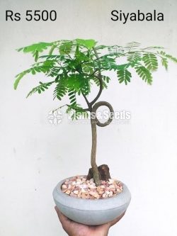 Bonsai Plant Collection 