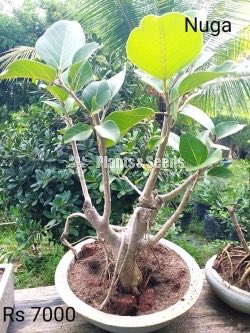 Bonsai Plant Collection 