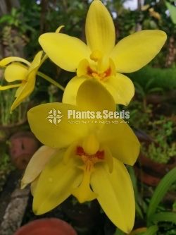 Orchids