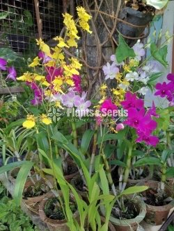 Orchids