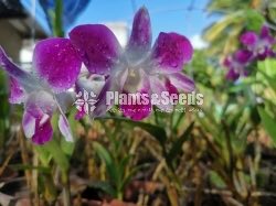 Orchids