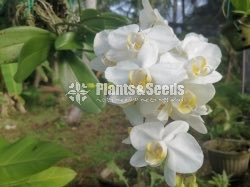 Orchids