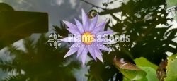 Water Plants