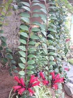 Lipstick hanging plants