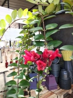Lipstick hanging plants