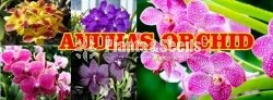 Orchid Training Workshop