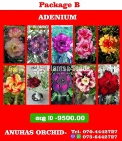 Adenium 10 Plants Package 