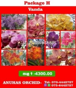 Vanda Special Package-4300