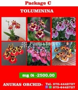Toluminina Special Package-2500